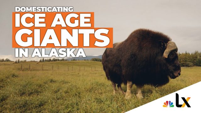 NBC: Domesticating Alaska’s Ice Age Giants