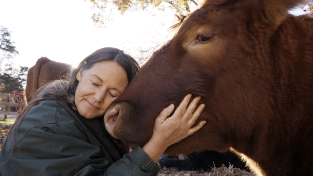 NBC: Cow Hugging – A New Form of Therapy