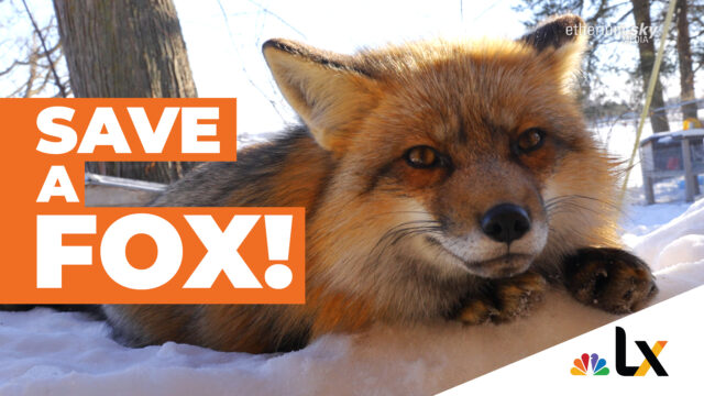 NBC: Save a Fox!